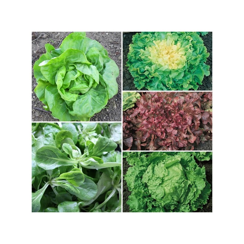 Collection Graines de Salades