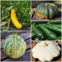 Collection Graines de Courges