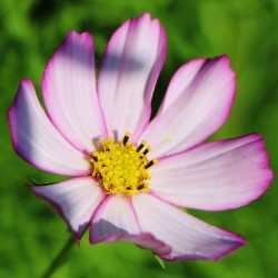 Cosmos Picoté