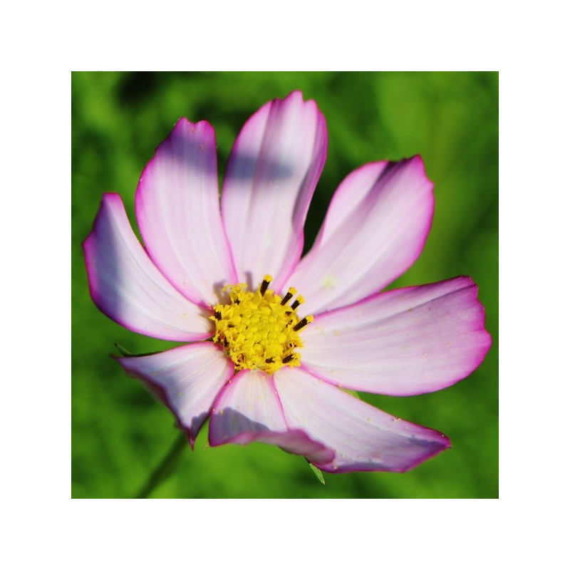 Cosmos Picoté