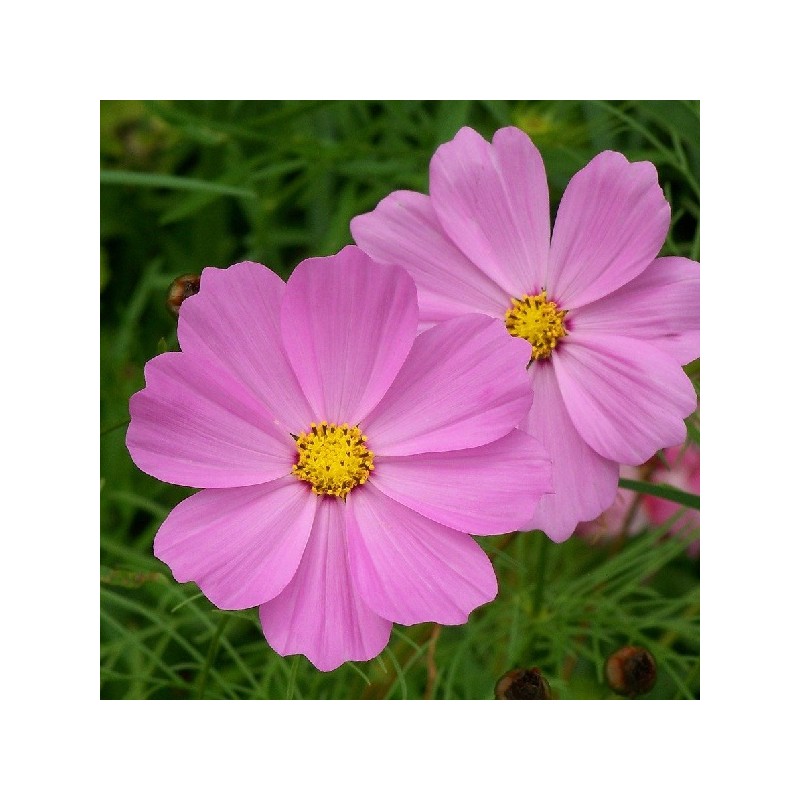 Cosmos Sensation Varié
