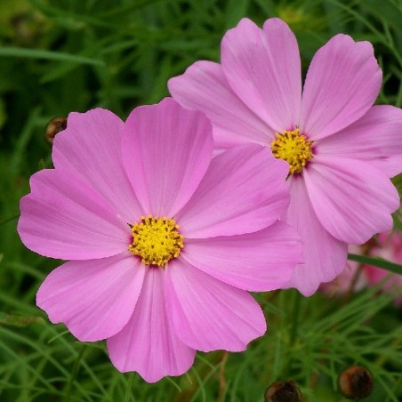 Cosmos Sensation Varié