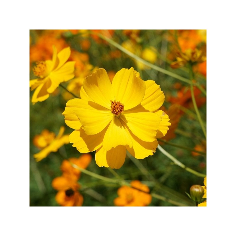 Cosmos Sulfhuteus Brightligths