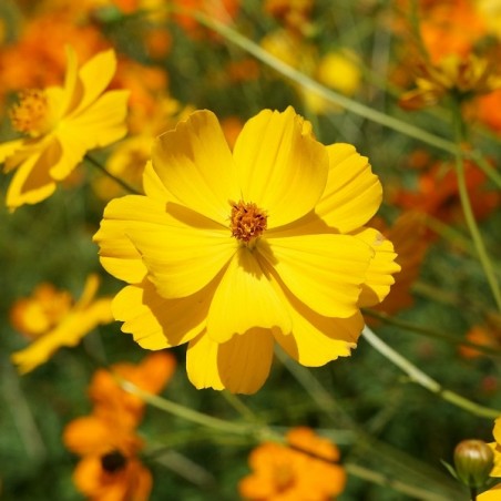 Cosmos Sulfhuteus Brightligths