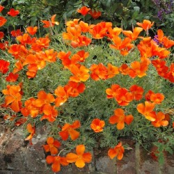 Eschscholzia de Californie rouge