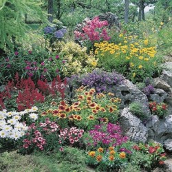 Fleurs Vivaces pour Rocailles / Bordures