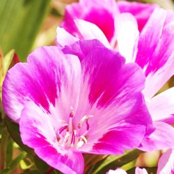 Godétia à Fleur d'Azalée Varié