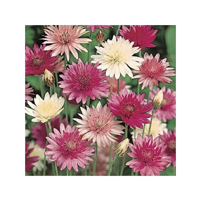 Immortelle Lumina Variée