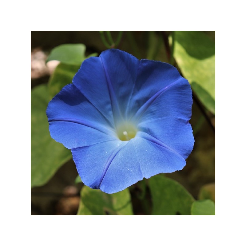 Ipomée Bleu Azur