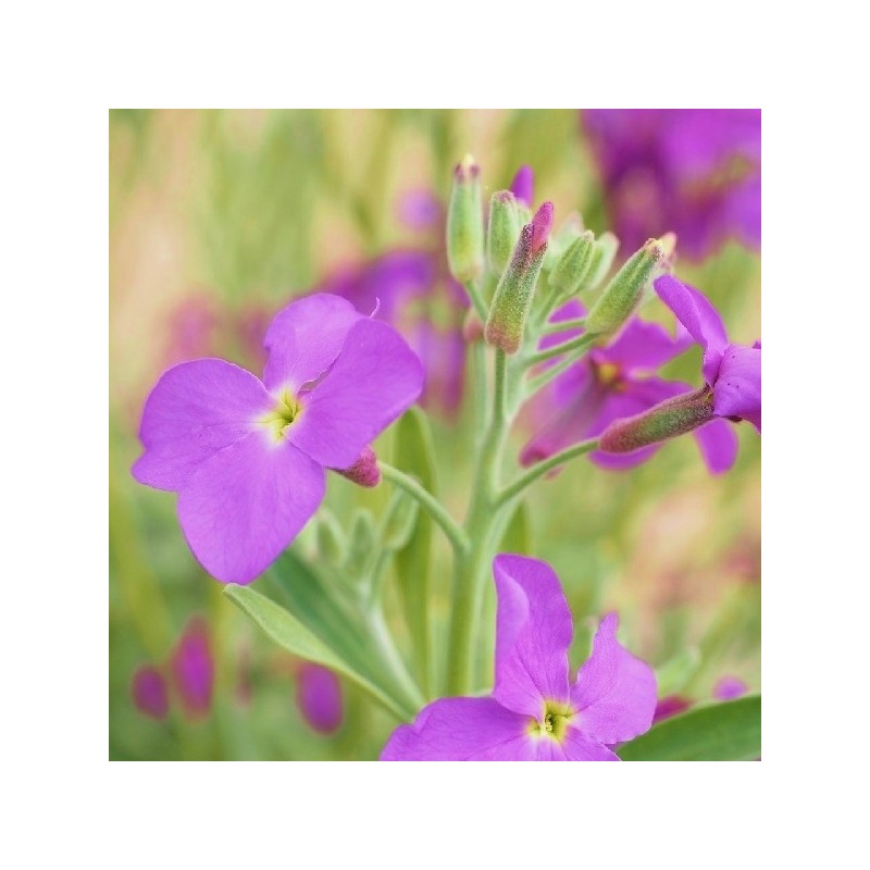 Julienne de Mahon Variée