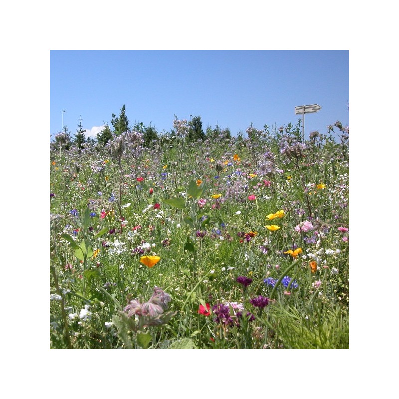 Mélange de Fleurs Mellifères (Abeilles)