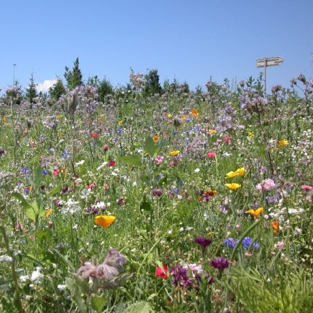 Mélange de Fleurs Mellifères (Abeilles)