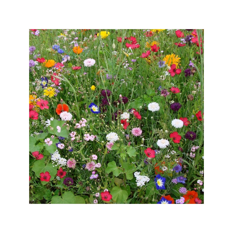 Mélange de Fleurs Oiseaux