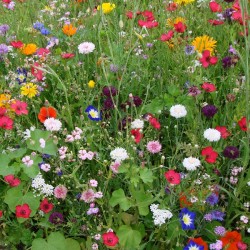 Mélange de Fleurs Oiseaux