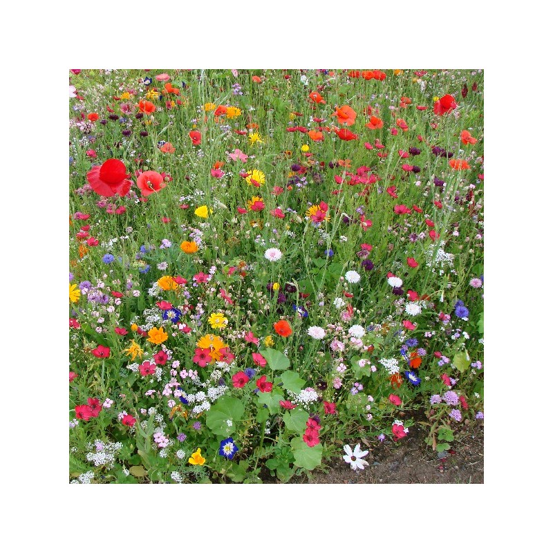 Mélange de Fleurs Papillon