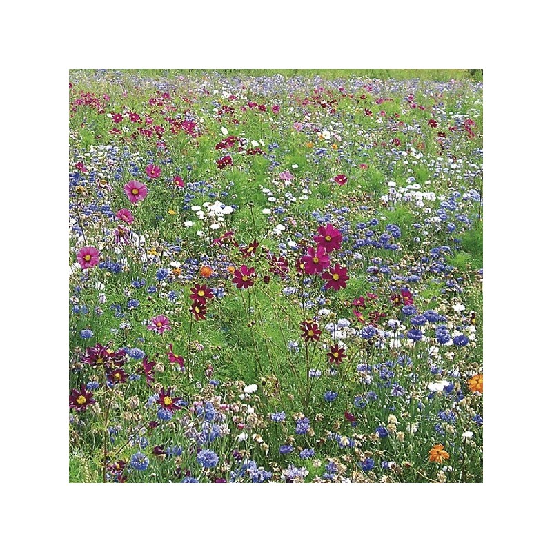 Mélange de Fleurs Spécial Biodiversité