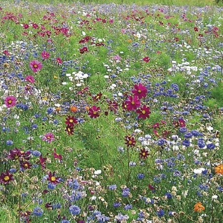 Mélange de Fleurs Spécial Biodiversité