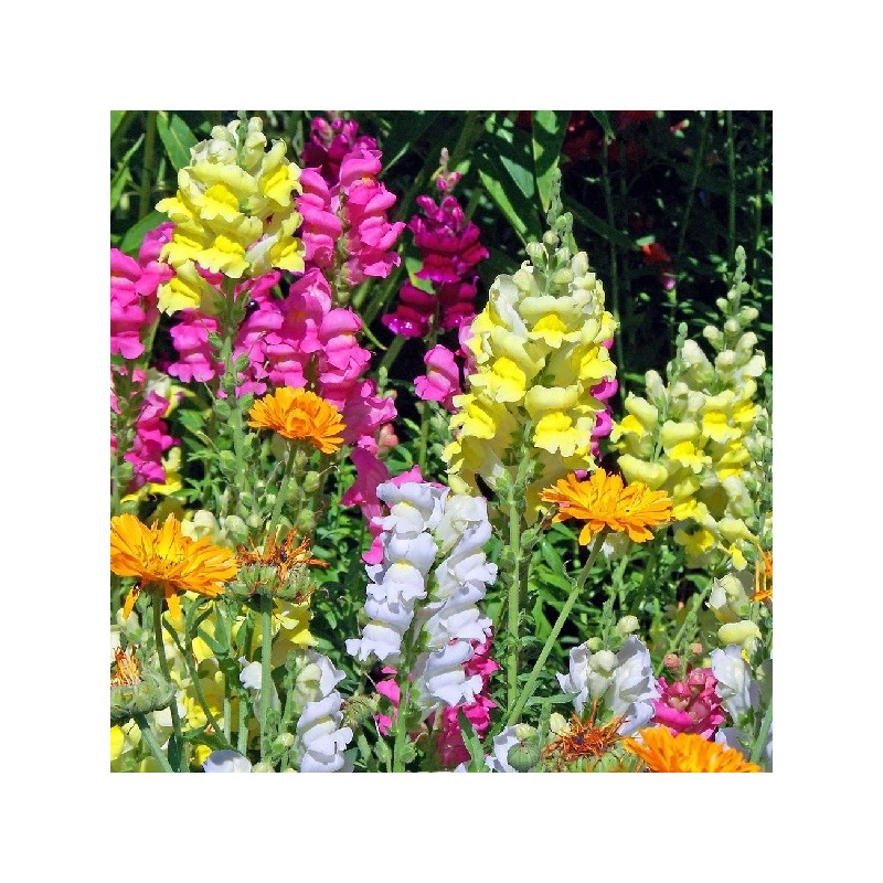 Muflier Demi-Nain Varié