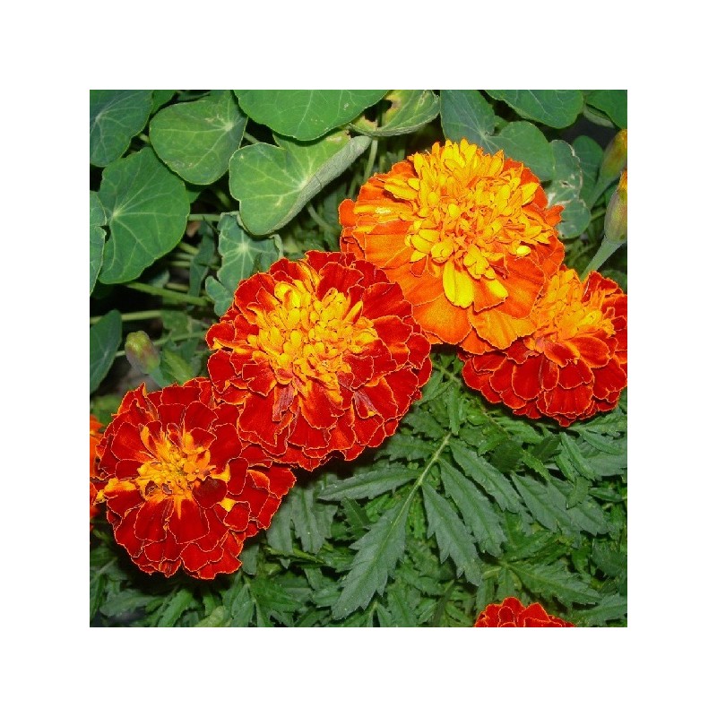 Oeillet d'Inde Double Varié