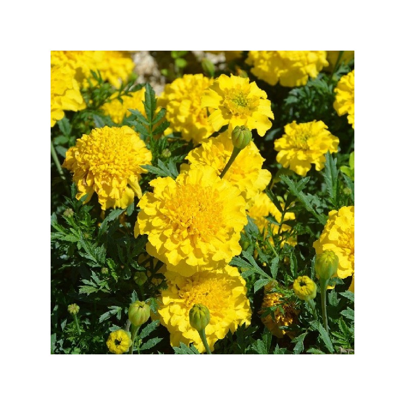 Oeillet d'Inde Lemon Drop