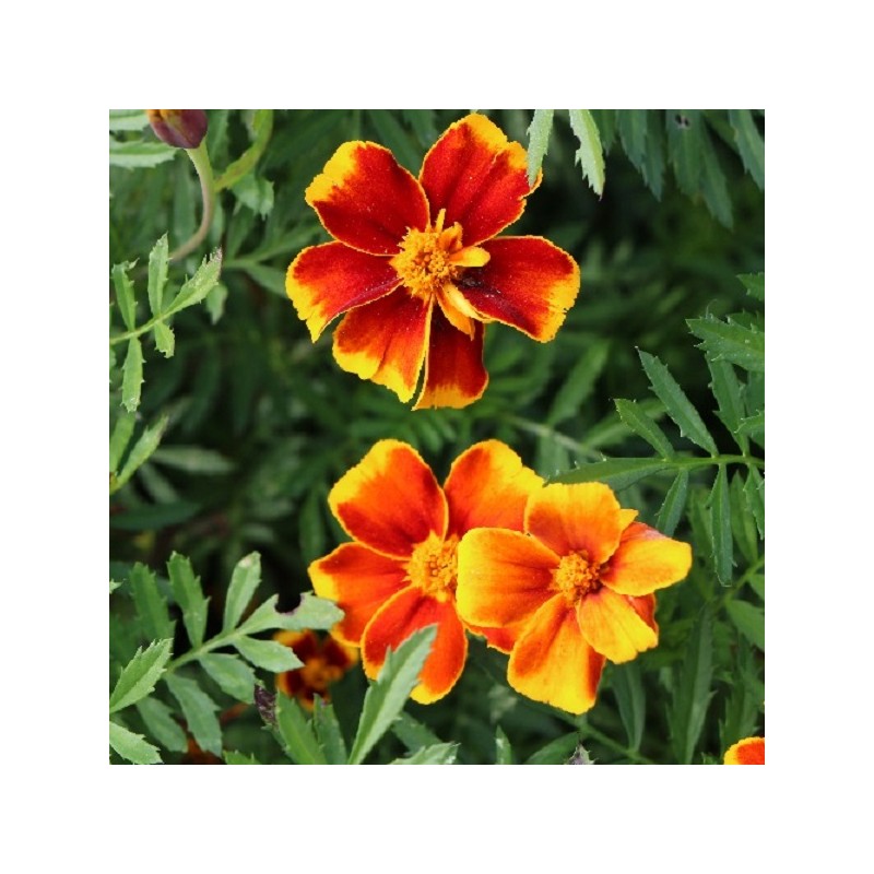 Oeillet d'Inde Red Marietta