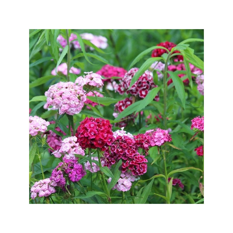 Oeillet des Poètes Double Varié