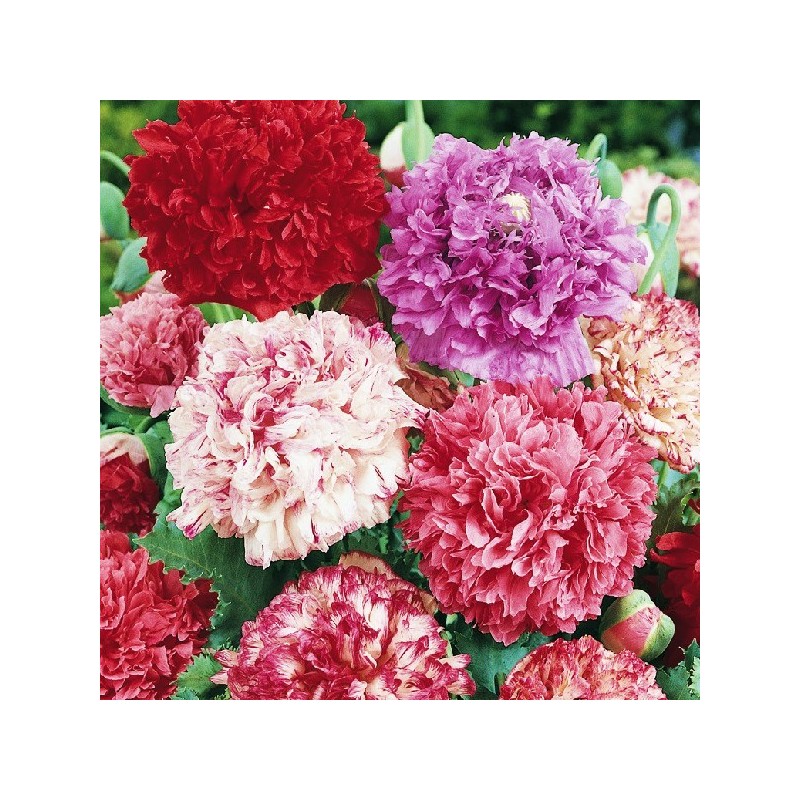 Pavot Double à Fleurs de Pivoine Varié