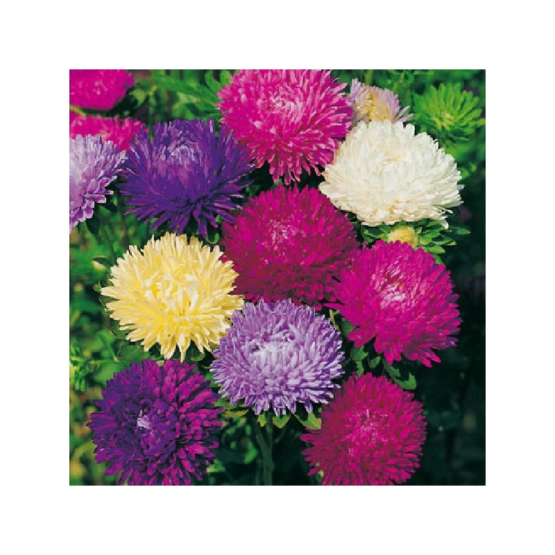 Reine Marguerite Beaute D Amerique Variee A 1 30 Jardisem Reine Marguerite Beaute D Amerique Variee A 1 30 Jardisem