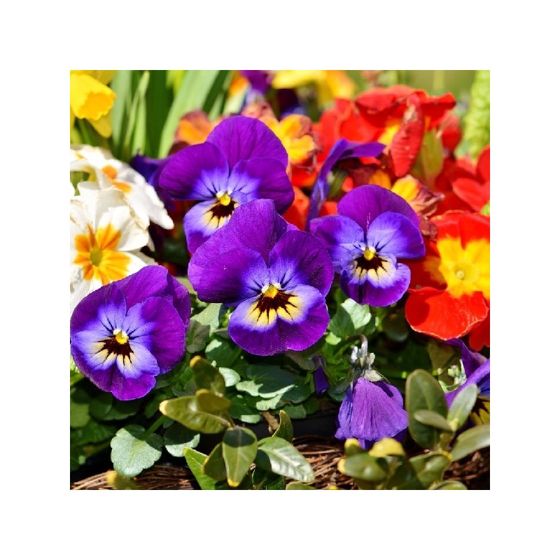 Pensée Géante de Suisse Variée