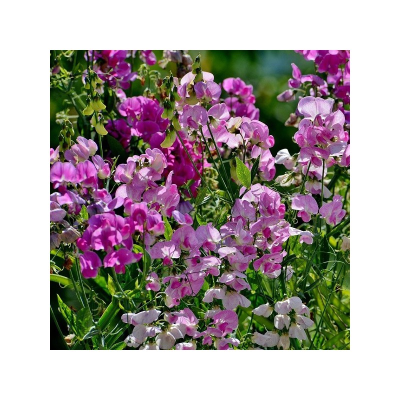 Pois de Senteur Spencer Varié