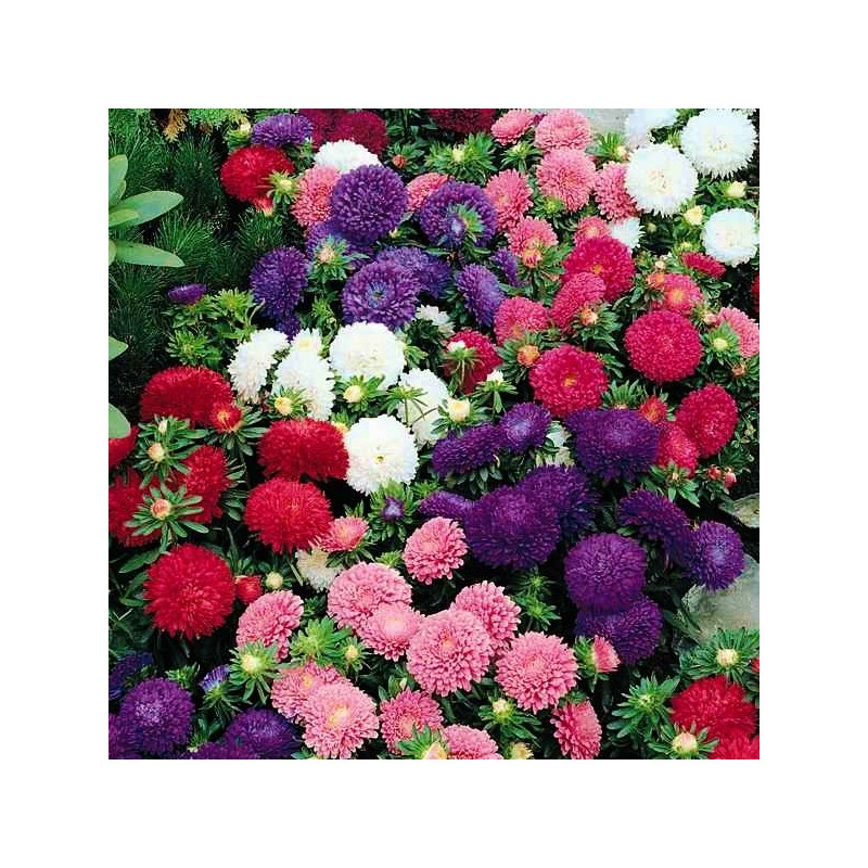 Reine Marguerite Naine Variée