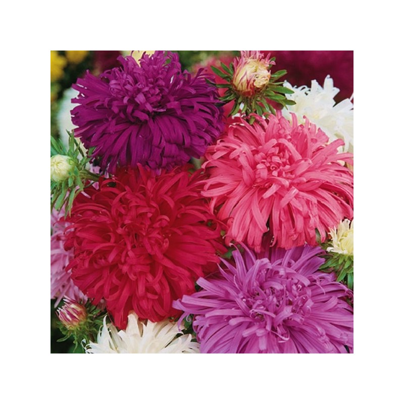 Reine Marguerite Plume d'Autruche Variée