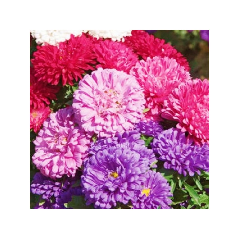 Reine Marguerite Princesse Variée