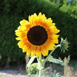 Soleil Géant Jaune à Cœur Noir