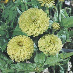 Zinnia à Fleur de Dahlia Envy