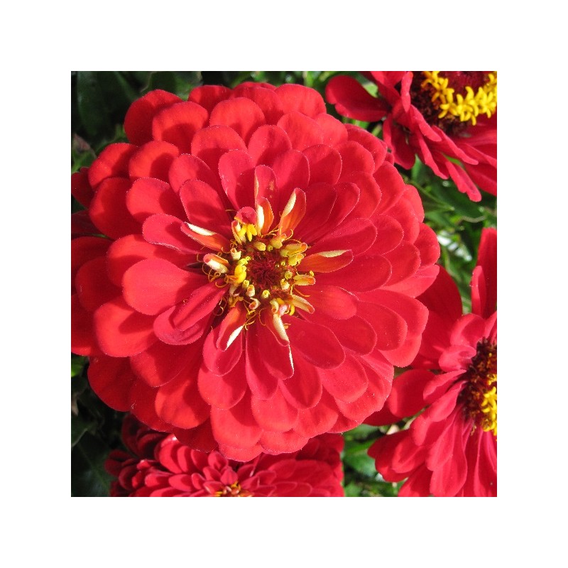 Zinnia à fleur de Dahlia Scarlet Flame