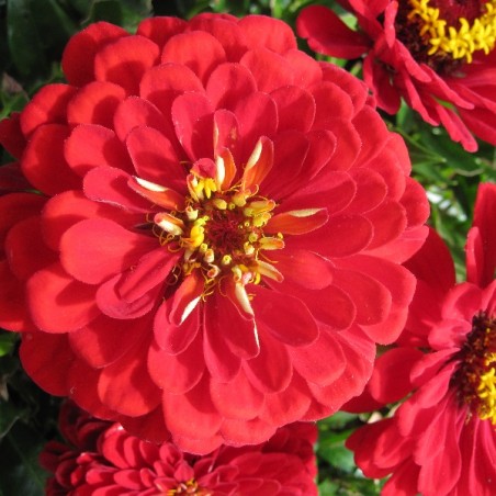 Zinnia à fleur de Dahlia Scarlet Flame