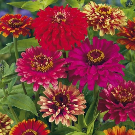 Zinnia à Fleur de Dahlias Varié