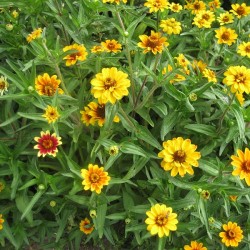 Zinnia Tapis Persan