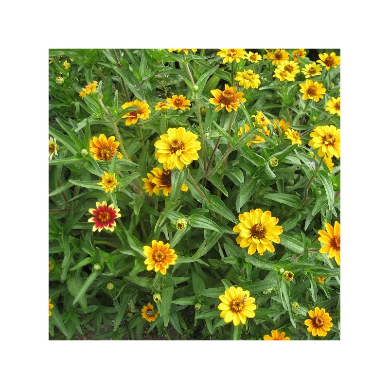 Zinnia Tapis Persan