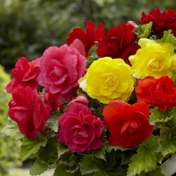 Bégonias Grandiflora Doubles