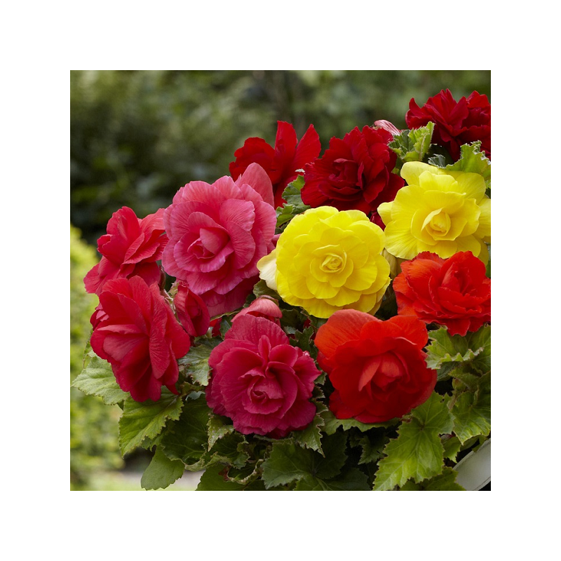 Bégonias Grandiflora Doubles