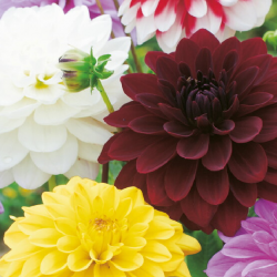 Dahlias Décoratifs