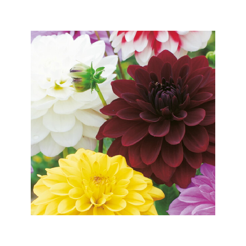 Dahlias Décoratifs