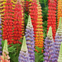 LUPIN POLYPHILLE DE RUSSEL HYBRIDE  VARIE  3G