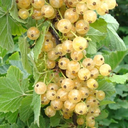 Groseillier à grappes Werdavia Groseillier à grappes Werdavia