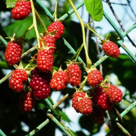 Mûre - Framboise Tayberry Mûre - Framboise Tayberry