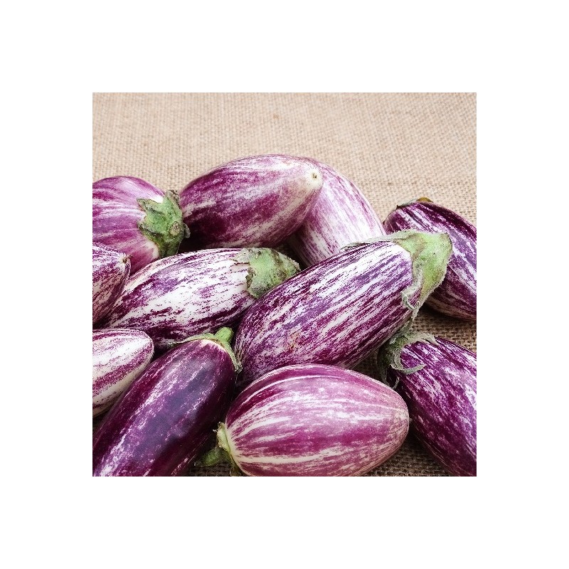 Aubergine Riado  F1