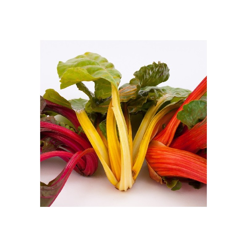 Poirée Bright Lights