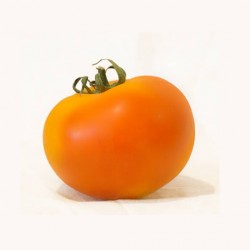 Tomate Orange Slice  F1
